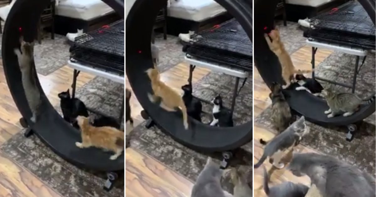 t 2.png?resize=1200,630 - Vidéo : Des petits chatons découvrent une immense roue de hamster et ils en sont dingues