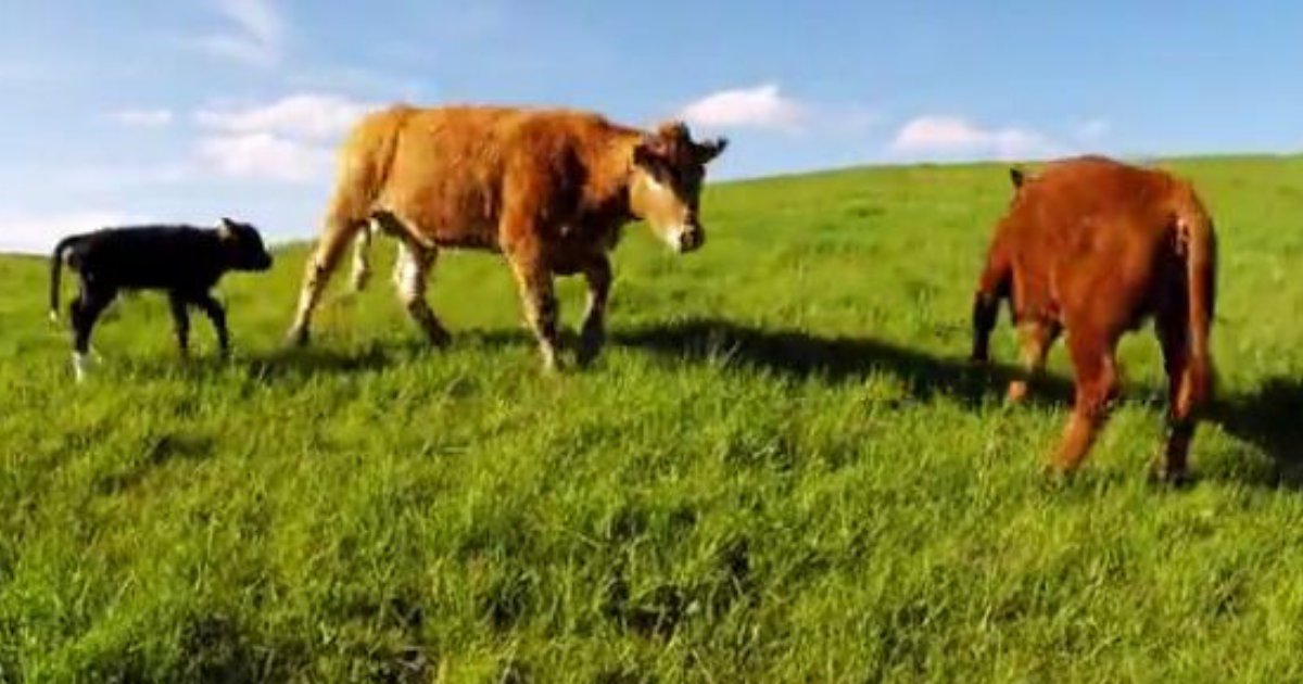 thumbnail 2.png?resize=412,275 - A Cow Makes The Cameraman Stay Away From Her Calf