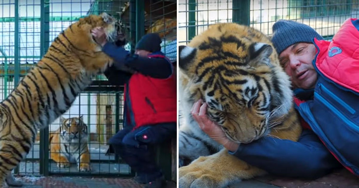 tiger man best friend.jpg?resize=412,275 - A Family-Of-Four Lives With Dangerous Animals, Including A Tiger That Weighs 600lbs