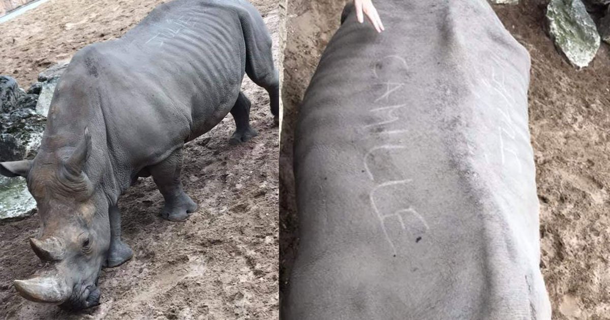 two visitors carved their names into the back of a rhino in frances zoo.jpg?resize=412,275 - Deux visiteurs ont gravé leurs noms sur un rhinocéros dans un zoo