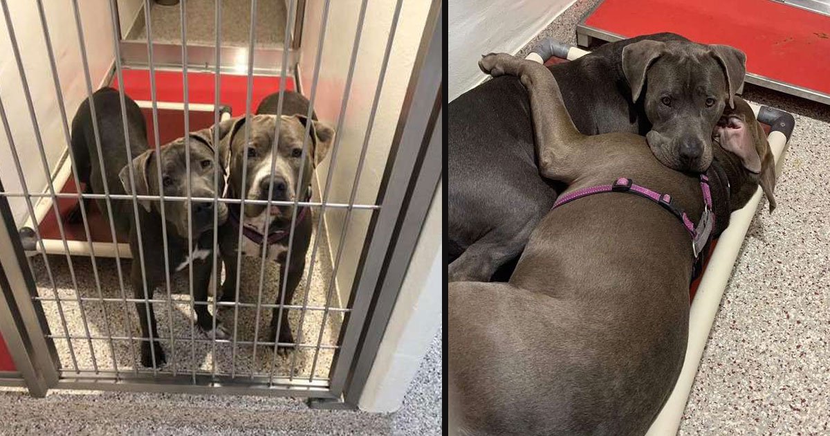 untitled 1 16.jpg?resize=412,275 - Two Pit Bulls Bonded At First Sight And Comfort Each Other At The Animal Shelter