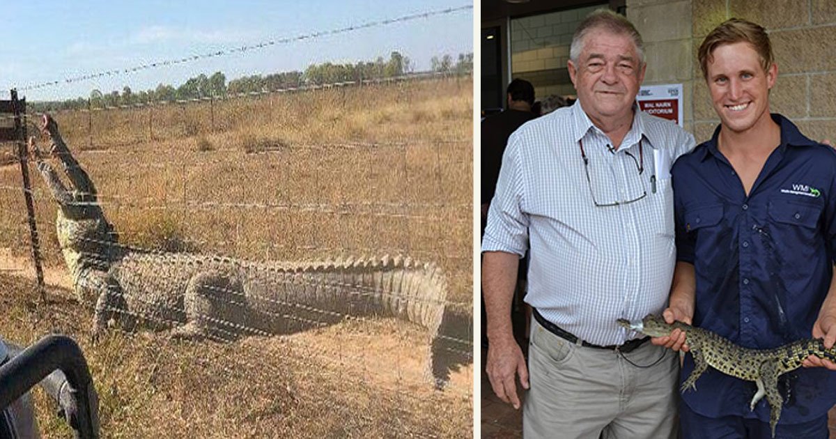 untitled 1 25.jpg?resize=1200,630 - Un homme a été sauvé d'un crocodile par la clôture en barbelés de son jardin