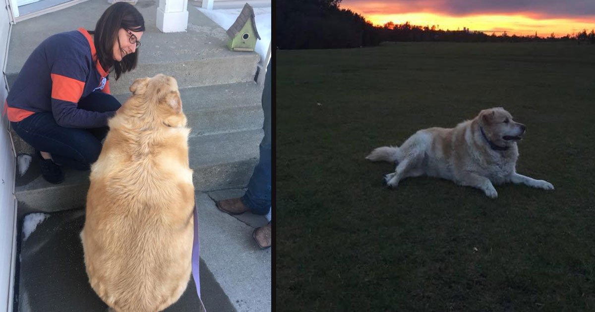 untitled 1 7.jpg?resize=412,275 - This Golden Retriever Lost 100 Pounds In One Year