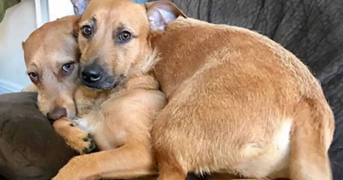 untitled 1 98.jpg?resize=412,275 - A Dog Found His Lookalike At A Rescue Shelter And Demanded To Take Her Home