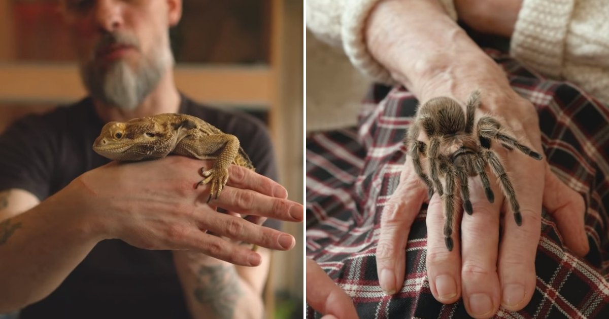 untitled design 1.png?resize=412,275 - Man Uses Reptiles And Insects As Part Of Therapy For People With Dementia