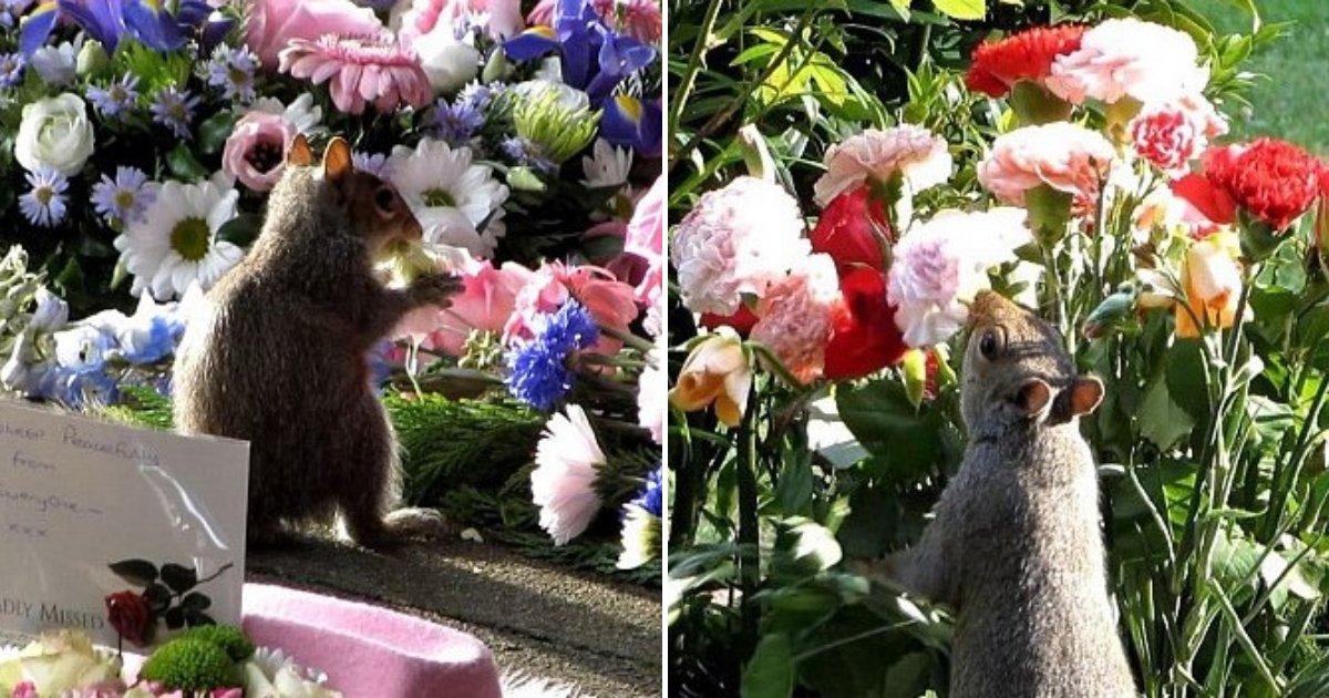 untitled design 2019 08 29t130223 805.png?resize=412,275 - Squirrelicious: Mourners Urged To Stop Bringing Sugary Flowers To Graves Because Squirrels Are Eating Them