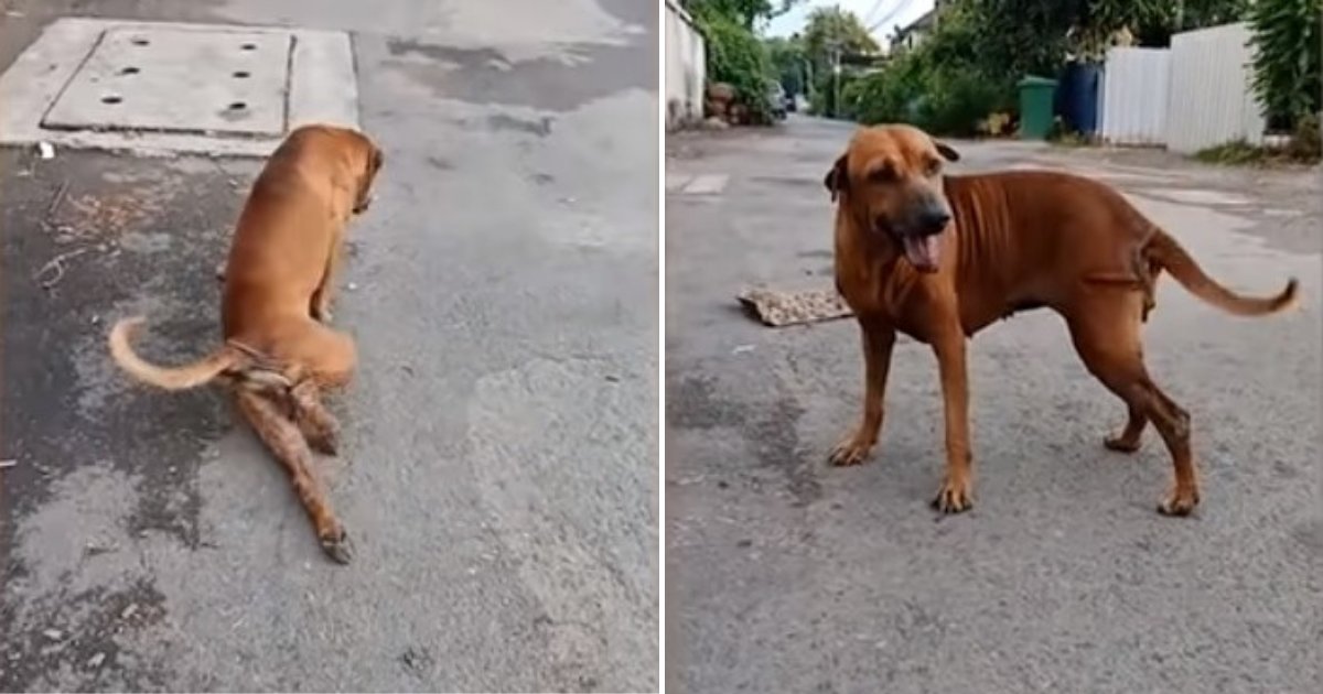 untitled design 2019 08 29t163408 096.png?resize=1200,630 - Clever Dog Fakes Having A Broken Leg To Get Attention From Passersby