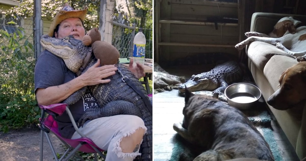 untitled design 2019 08 30t210504 254.png?fit=1024%2C538&ssl=1&strip=all - Woman Is Best Friends With Her Pet Alligator That Lives At Her Home Together With Her Dogs