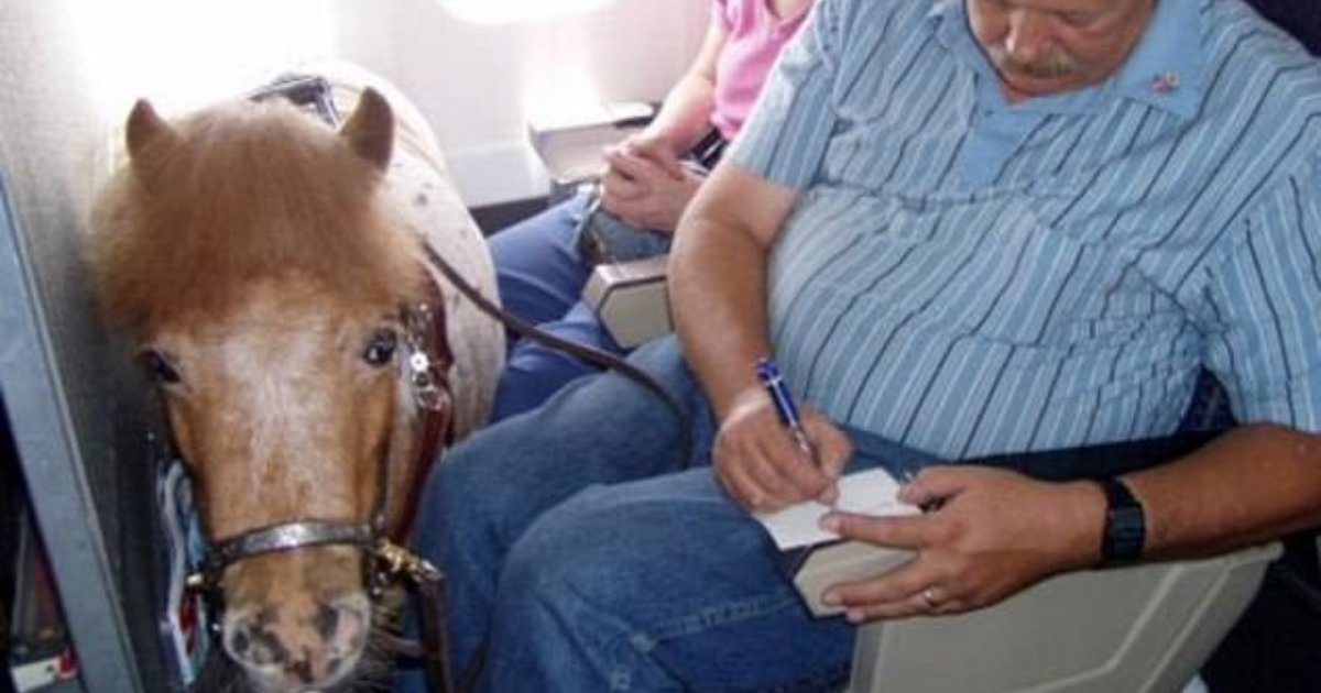 untitled design 38.png?resize=1200,630 - Couple Brought Miniature Service Horse With Them On Plane Under New Flight Regulations