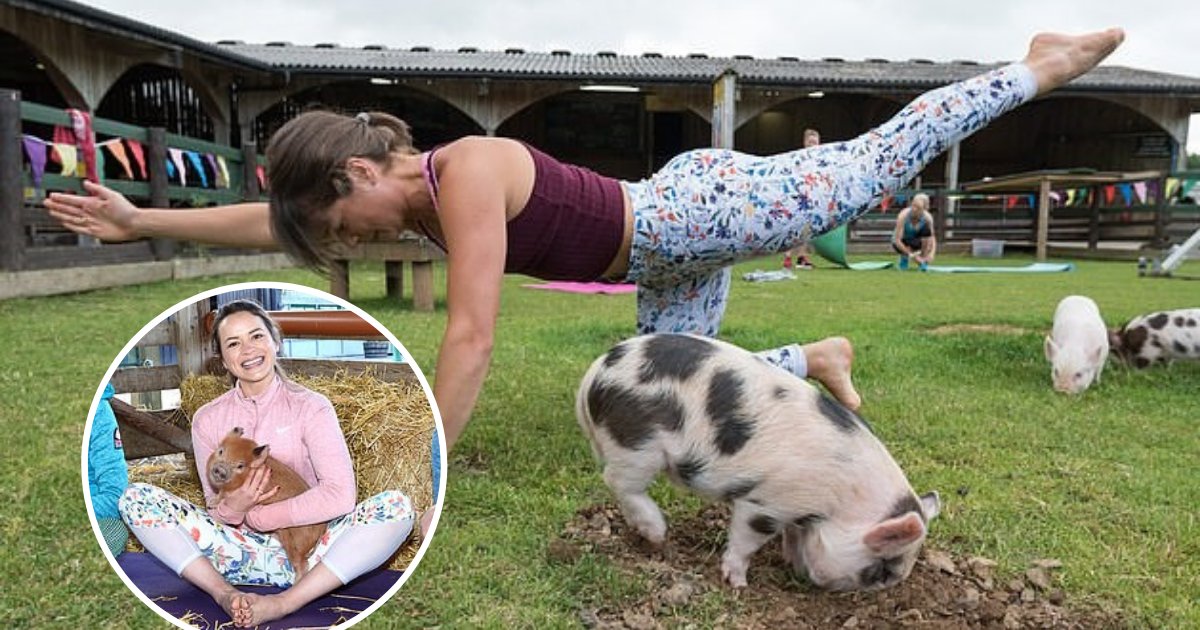 untitled design 50.png?resize=412,275 - Farm Offers Pilates Classes During Which Cute Little Pigs Cuddle With Humans