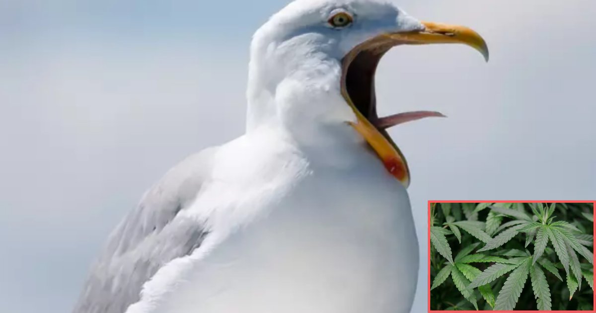 untitled design 7 36.png?resize=1200,630 - Seagull Saved A Man From Getting Into Prison by Stealing His Stash of Marijuana