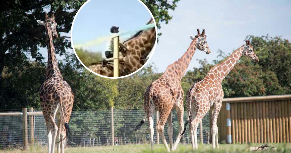 untitled design 77.png?resize=412,232 - La police recherche l'homme qui a grimpé par-dessus la clôture d'un zoo pour chevaucher une girafe