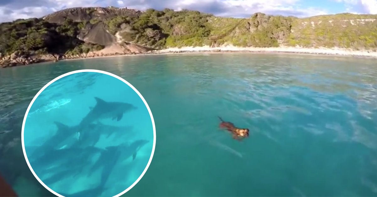 untitled design 85.png?resize=412,232 - Une femme découvre un énorme banc de dauphins alors qu'elle filme son chien en train de nager