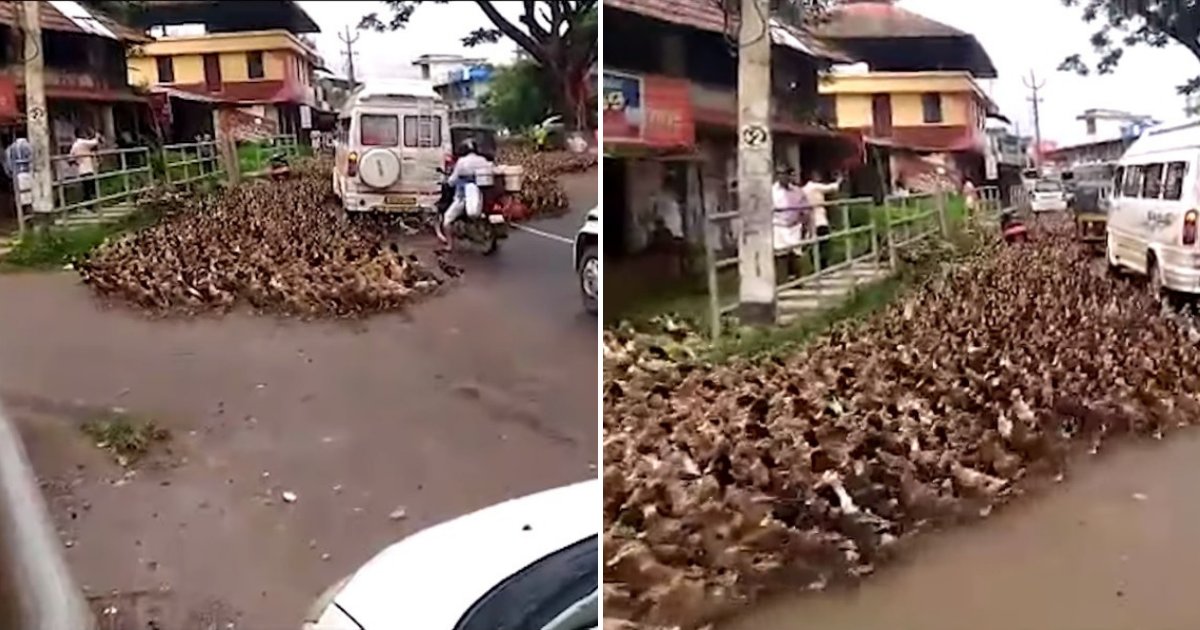 untitled design 86 1.png?resize=1200,630 - Une armée de milliers de canards a complètement interrompu la circulation en descendant dans la rue