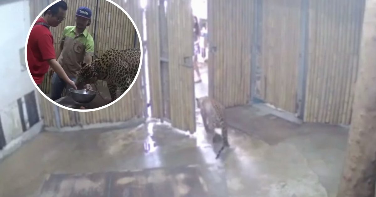untitled design 96 1.png?resize=1200,630 - Un bébé a été attaqué par un léopard dans un parc safari après que son grand-père ait ouvert la porte de l'enclos