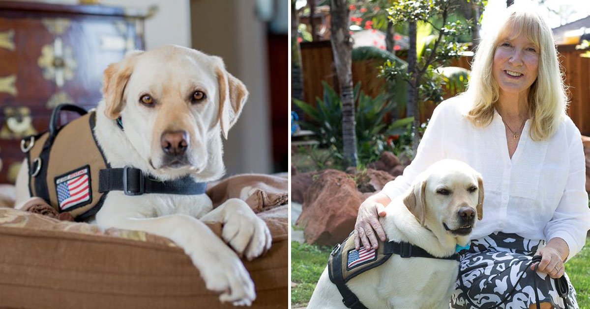 veteran yellow labarador.jpg?resize=412,275 - A Labrador Helped A Wartime Hero Smile Again After She Developed PTSD 
