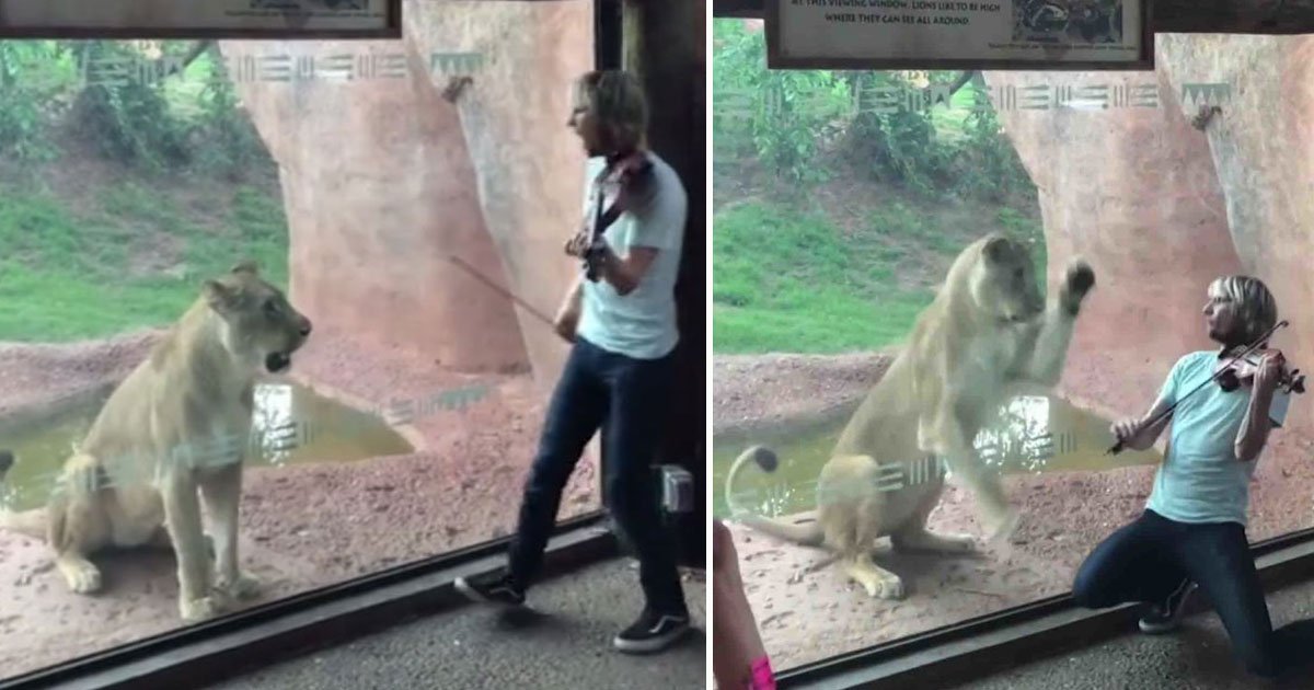 violonist lioness angry.jpg?resize=1200,630 - Violinist Tried To Serenade A Lioness At Oklahoma Zoo, But Failed