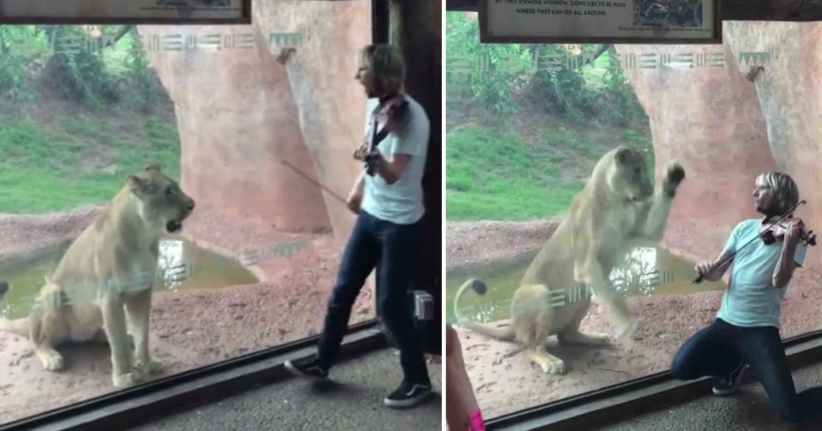 violonist lioness angry.jpg?resize=412,275 - Violinist Tried To Serenade A Lioness At Oklahoma Zoo, But Failed