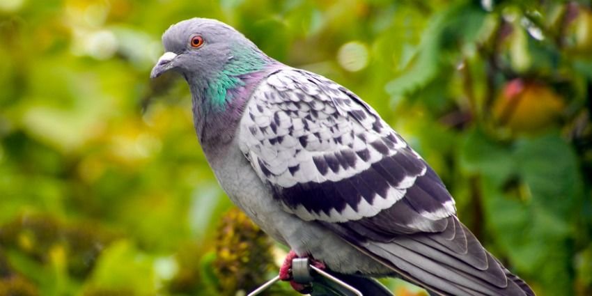vt.jpg?resize=412,275 - A Man Used A Deceased Bird As A Weapon During A Street Fight
