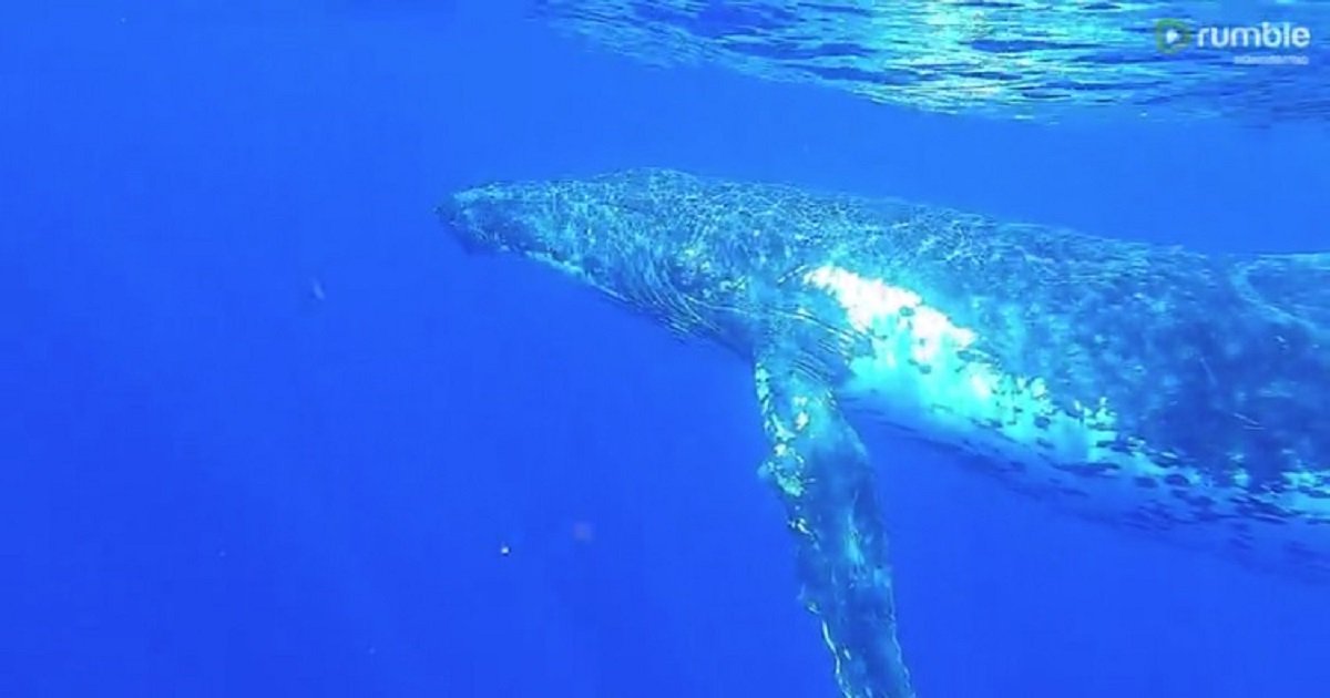 w3.jpg?resize=412,275 - A Group Of Swimmers Was Lucky Enough To Record The Majestic Humpback Whale Singing