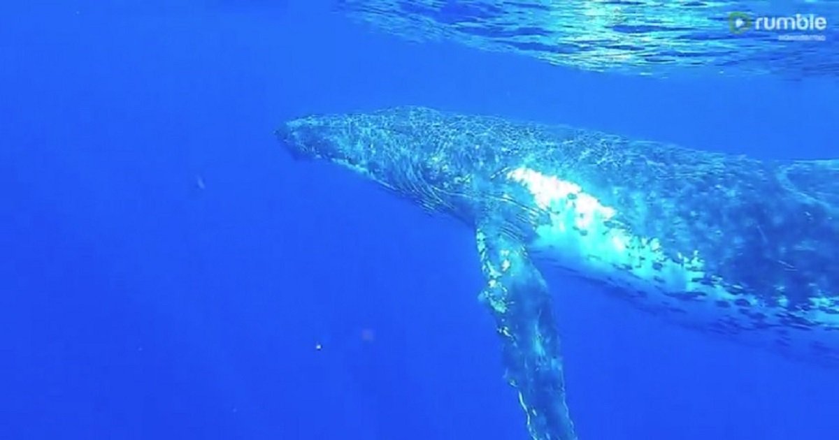w3.jpg?resize=412,232 - A Group Of Swimmers Was Lucky Enough To Record The Majestic Humpback Whale Singing