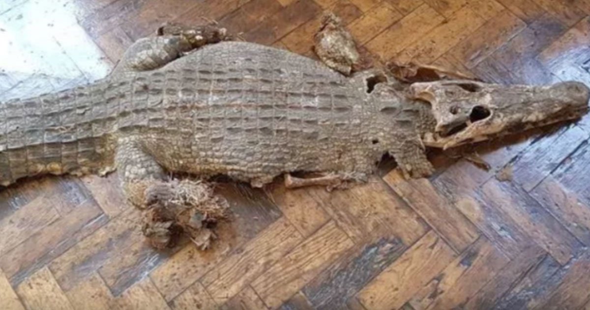 wales news service.jpg?resize=1200,630 - Builders Discovered Remains Of A Crocodile Underneath The Floorboards Of A School