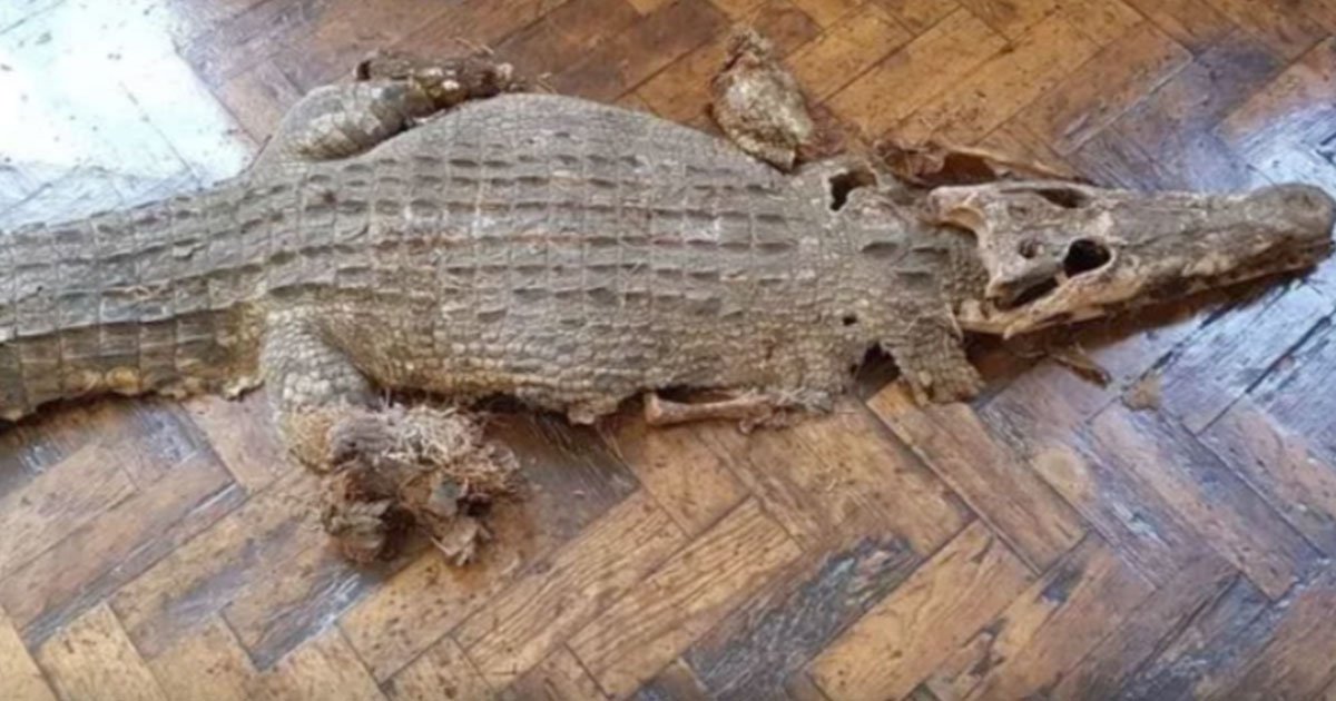 wales news service.jpg?resize=412,275 - Builders Discovered Remains Of A Crocodile Underneath The Floorboards Of A School