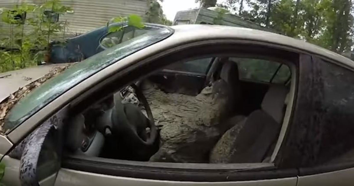 wasp nest car.jpg?resize=412,275 - Man Found Gigantic Wasp Nest Inside An Abandoned Car