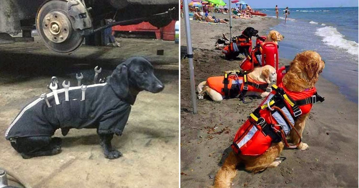 wd20.png?resize=412,232 - 15+ Amazing Dogs Who Are Working In A Daily Job Just Like Humans