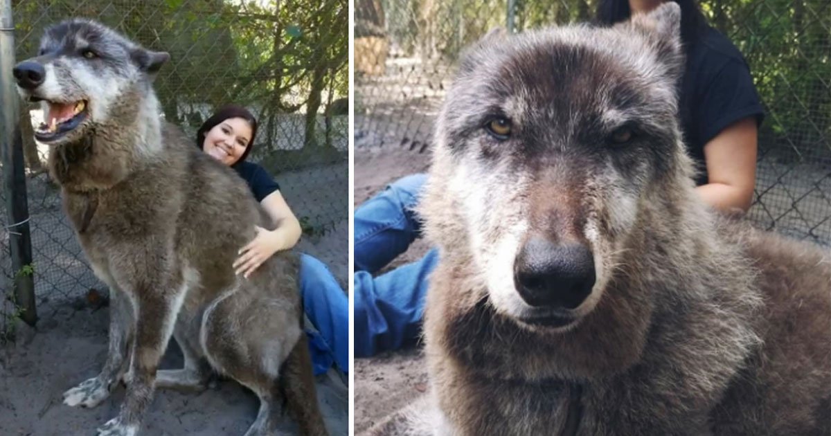 wolf dog yuki.jpg?resize=1200,630 - Giant Wolf Dog Named Yuki Is The Real-Life Game Of Thrones Dire Wolf