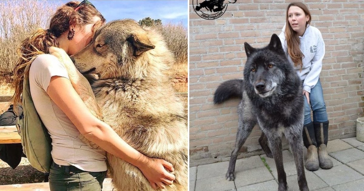 wolfdogs.png?resize=1200,630 - 15+ Beautiful Wolfdogs That Everyone Would Adore