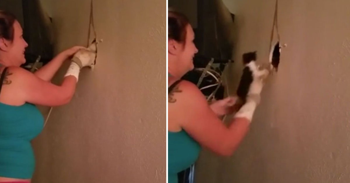 woman rescues kittens.jpg?resize=1200,630 - Woman Rescued Four Kittens Trapped Inside A Wall