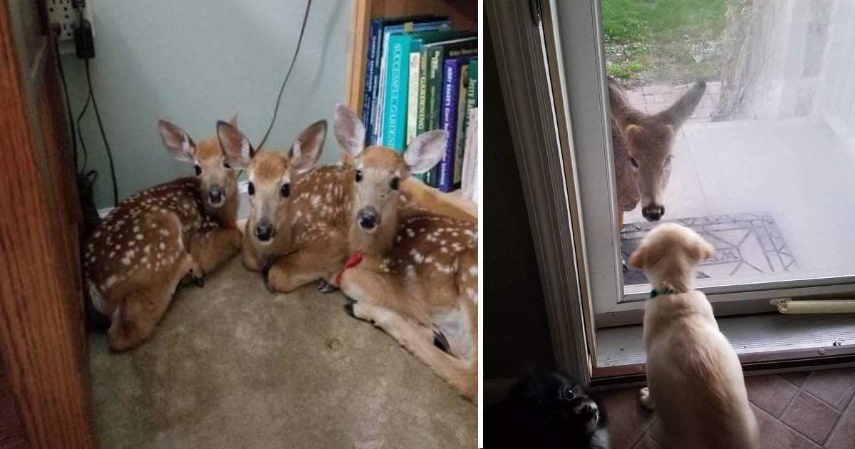 xz.jpg?resize=1200,630 - This Woman Living In Woods Left Her Door Opened And Found Three Lovely Deer Inside Her Home