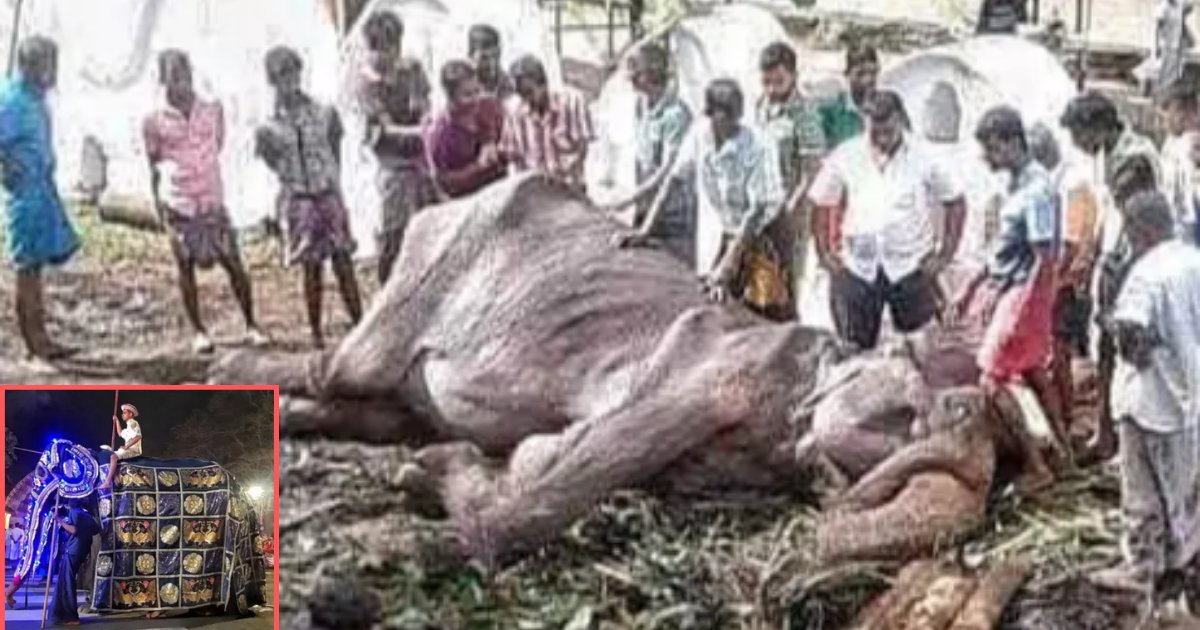 y 2 5.png?resize=412,275 - Frail, 70 Years Old Female Elephant Collapsed As She Was Forced to Walk for 10 Kms Every Night in Sri Lanka for a Festive Parade