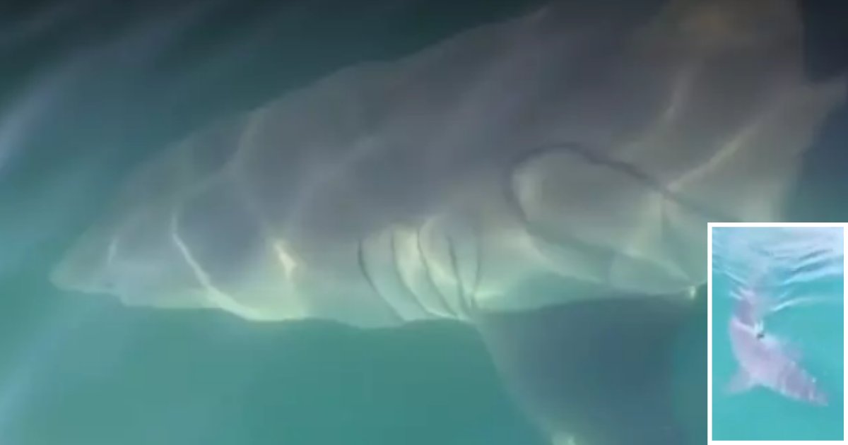 y 6 3.png?resize=1200,630 - Un grand requin blanc de 5 mètres de long a été repéré par deux frères et soeurs nageant à côté de leur bateau