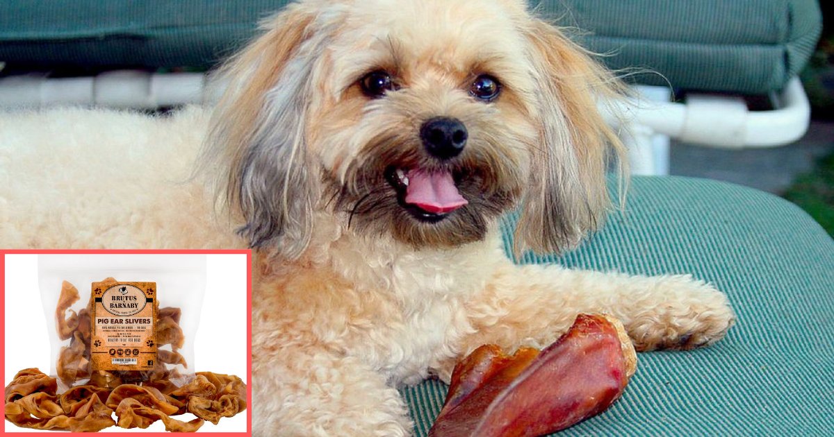y3 1.png?resize=1200,630 - Salmonella Outbreak in US Apparently Caused Due to Dog Treats