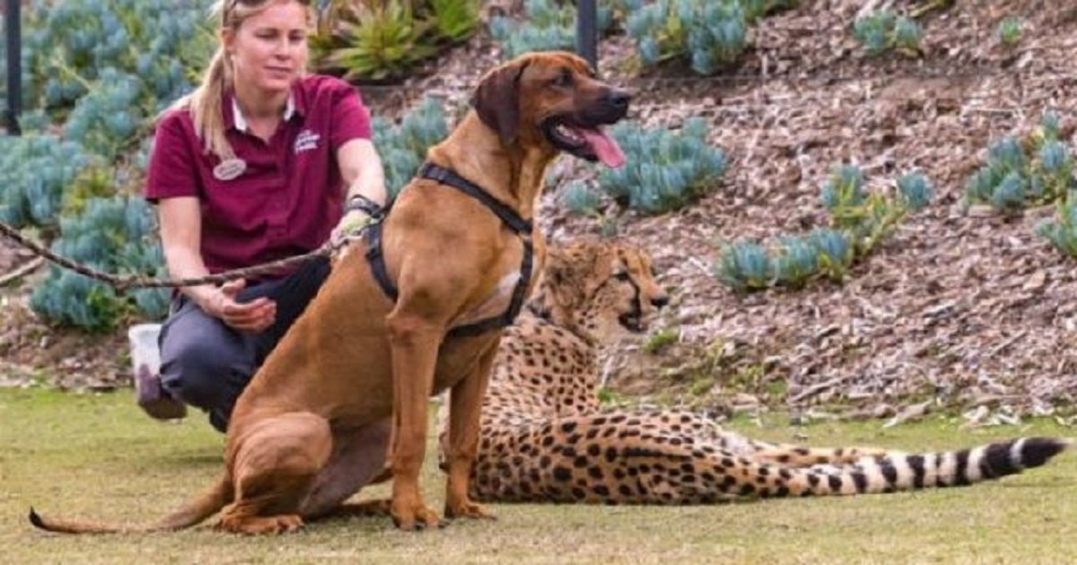 This Cheetah And Dog Are The Best Of Friends At The San Diego Zoo