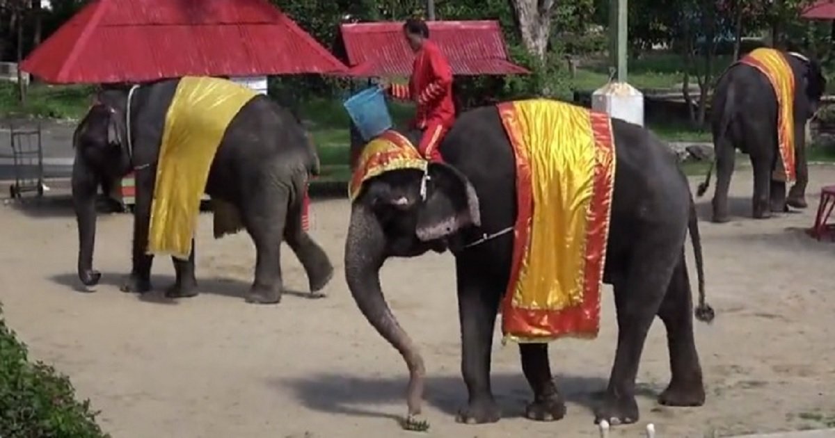 z3.jpg?resize=412,275 - The Biggest Travel Agency In Asia Cut Ties With A Zoo In Thailand After A Video Of Animals Being Hurt Surfaced