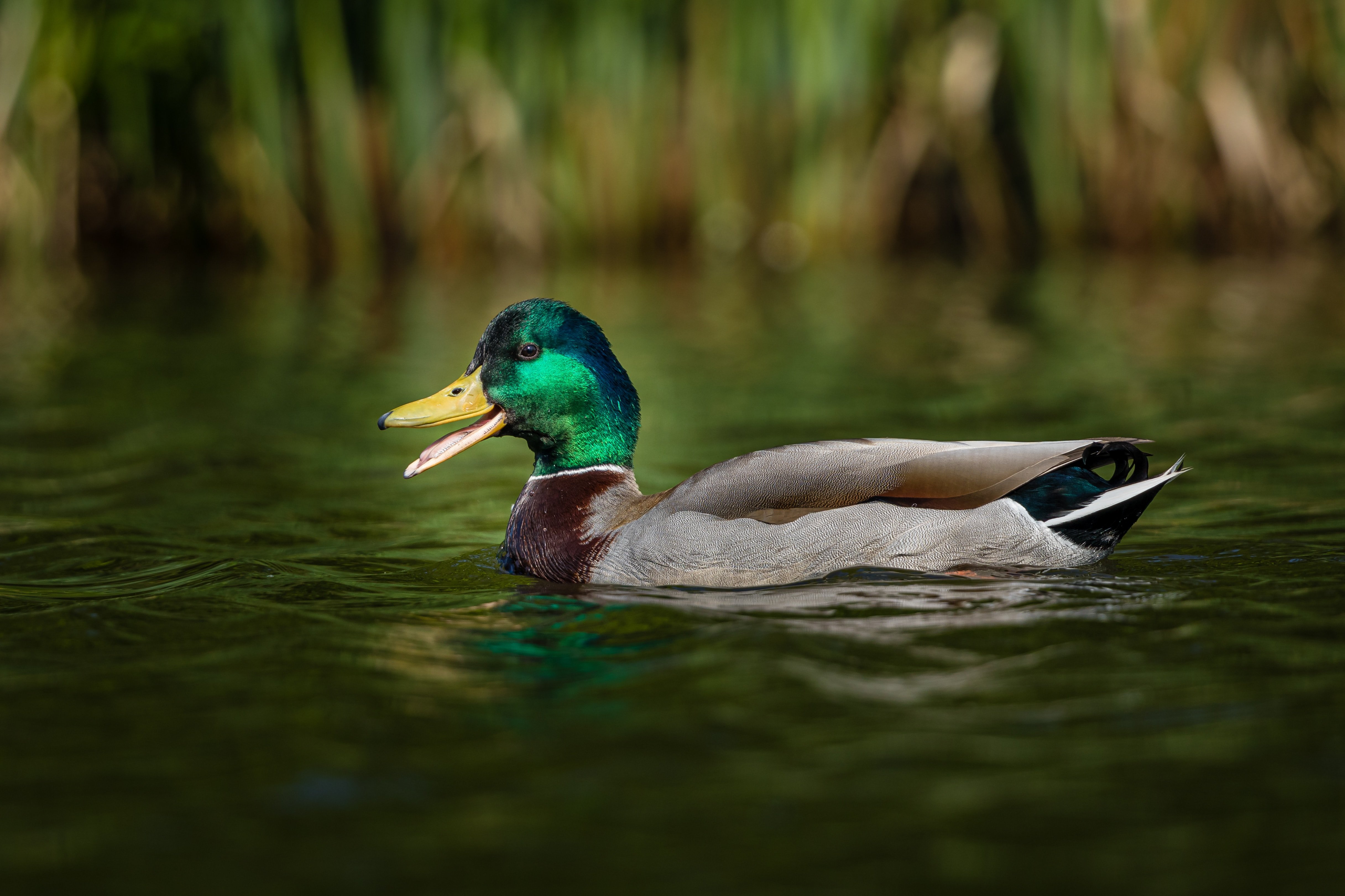 zdenek machacek mmldc3aqrfc unsplash.jpg?resize=412,275 - Dans les Landes, une propriétaire de canards est assignée au tribunal car ils font trop de bruit