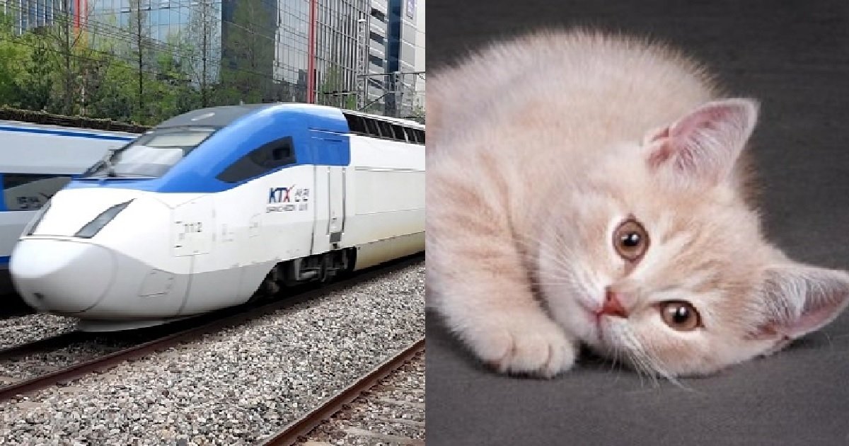 1 12.jpg?resize=1200,630 - "만석으로 꽉 찬 기차에서 고양이를 치워달라고 한 게 잘못인가요?"