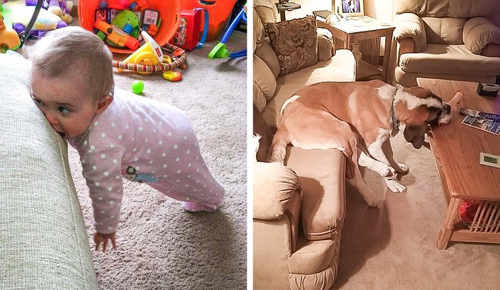 18 Exemplos que mostram que ter um cachorro e um bebê é quase igual