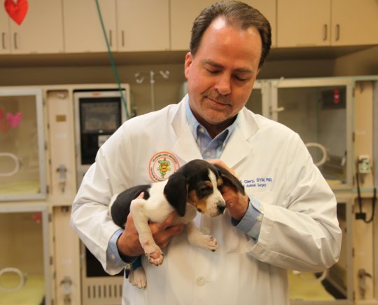 Dr Clay with Milo, a five-week-old hound. See SWNS story SWNYpaws; A puppy born with upside-down paws has been given life-life-altering surgery to enable him to walk. Milo, a five-week-old hound was abandoned at an animal sanctuary after his owners saw his deformity - a rare condition called congenital elbow luxation. Carers at the Oliver and Friends Farm Rescue and Sanctuary in Luther, Oklahoma then raised ,000 USD to get Milo the operation he needed. ?With both elbows out of joint, Milo was unable to walk. Try as he might, the best he could do was an inefficient and seemingly uncomfortable ?army crawl?,? said Dr. Erik Clary, who took Milo?s case at Oklahoma State University?s Center for Veterinary Health Sciences. The complex operation took a team fo five specialists almost four hours to complete. ?I?ve been doing surgery for 27 years and I?ve only seen three cases of this,? said Dr. Clary, Associate Professor of Small Animal Surgery, at the center?s Veterinary Medical Hospital. ?Many people will never see a case of it in their whole career.? After the surgery, performed on January 9, 2019, Milo awoke to find himself in rigid, front body splints. ?We had to put pins in each of his elbows, so it?s going to take a while for him to heal and be mobile,? said Dr. Clary.