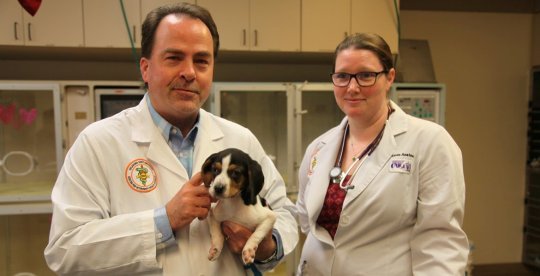 Dr Clay with Milo, a five-week-old hound. See SWNS story SWNYpaws; A puppy born with upside-down paws has been given life-life-altering surgery to enable him to walk. Milo, a five-week-old hound was abandoned at an animal sanctuary after his owners saw his deformity - a rare condition called congenital elbow luxation. Carers at the Oliver and Friends Farm Rescue and Sanctuary in Luther, Oklahoma then raised ,000 USD to get Milo the operation he needed. ???With both elbows out of joint, Milo was unable to walk. Try as he might, the best he could do was an inefficient and seemingly uncomfortable ???army crawl???,??? said Dr. Erik Clary, who took Milo???s case at Oklahoma State University???s Center for Veterinary Health Sciences. The complex operation took a team fo five specialists almost four hours to complete. ???I???ve been doing surgery for 27 years and I???ve only seen three cases of this,??? said Dr. Clary, Associate Professor of Small Animal Surgery, at the center???s Veterinary Medical Hospital. ???Many people will never see a case of it in their whole career.??? After the surgery, performed on January 9, 2019, Milo awoke to find himself in rigid, front body splints. ???We had to put pins in each of his elbows, so it???s going to take a while for him to heal and be mobile,??? said Dr. Clary.