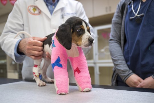 Milo, a five-week-old hound at Friends Farm Rescue and Sanctuary in Luthe. See SWNS story SWNYpaws; A puppy born with upside-down paws has been given life-life-altering surgery to enable him to walk. Milo, a five-week-old hound was abandoned at an animal sanctuary after his owners saw his deformity - a rare condition called congenital elbow luxation. Carers at the Oliver and Friends Farm Rescue and Sanctuary in Luther, Oklahoma then raised ,000 USD to get Milo the operation he needed. ???With both elbows out of joint, Milo was unable to walk. Try as he might, the best he could do was an inefficient and seemingly uncomfortable ???army crawl???,??? said Dr. Erik Clary, who took Milo???s case at Oklahoma State University???s Center for Veterinary Health Sciences. The complex operation took a team fo five specialists almost four hours to complete. ???I???ve been doing surgery for 27 years and I???ve only seen three cases of this,??? said Dr. Clary, Associate Professor of Small Animal Surgery, at the center???s Veterinary Medical Hospital. ???Many people will never see a case of it in their whole career.??? After the surgery, performed on January 9, 2019, Milo awoke to find himself in rigid, front body splints. ???We had to put pins in each of his elbows, so it???s going to take a while for him to heal and be mobile,??? said Dr. Clary.