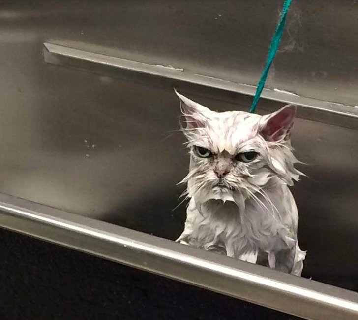 20 Animals That Are So Emotional They Could Start an Acting Career