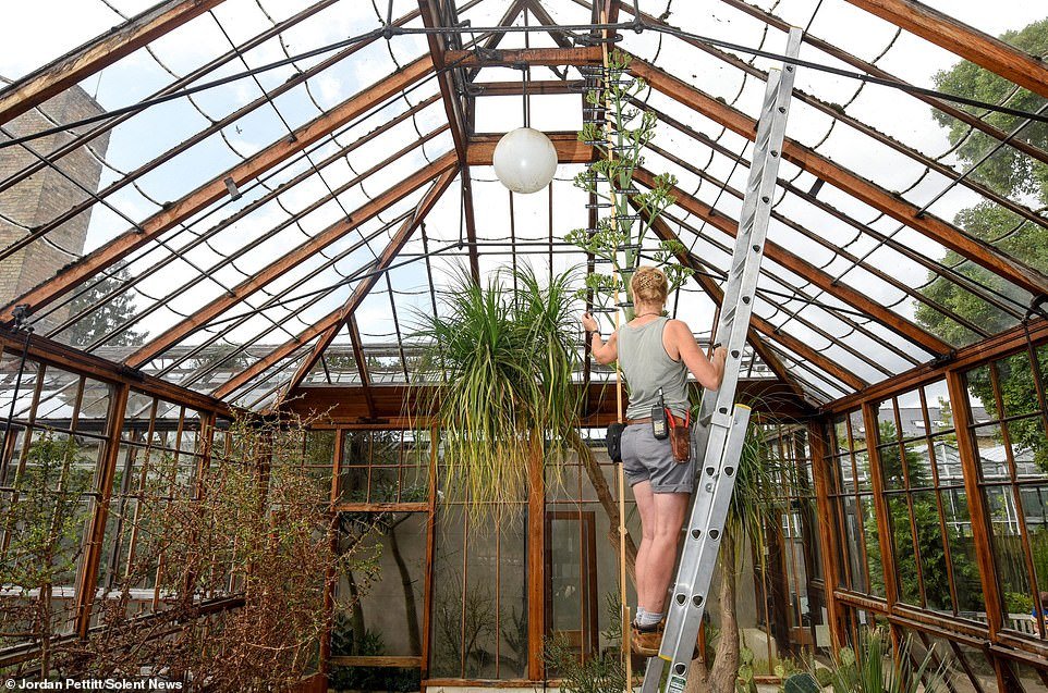 Les experts pensent que la plante produira des centaines de fleurs dans les prochains jours et qu’elle mourra au bout d’un mois.