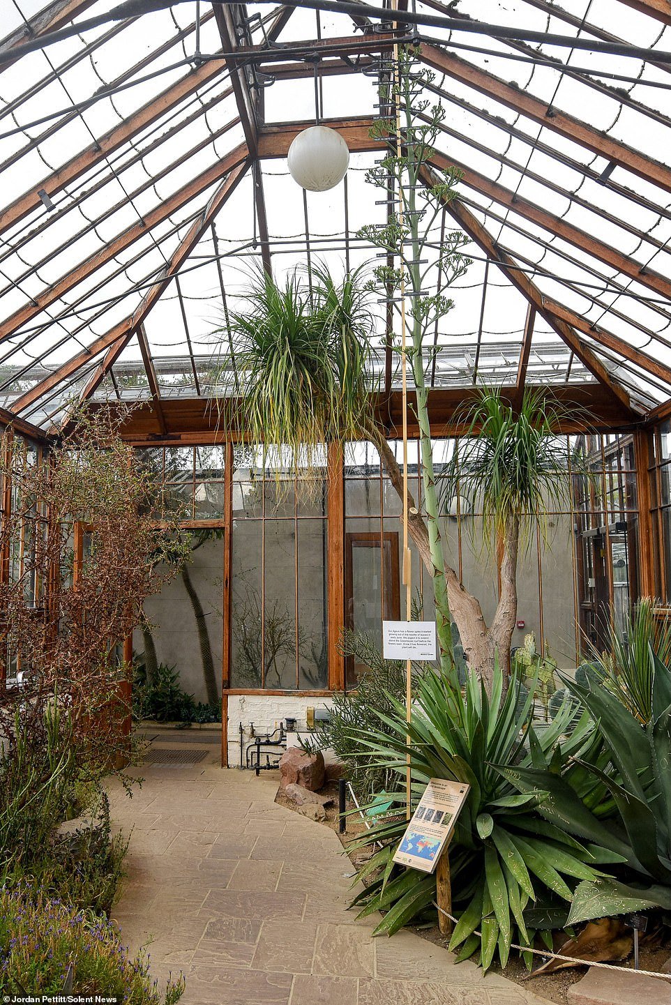 Hundreds of visitors have been arriving at the greenhouse in the hope that they will witness the plant beginning to flower