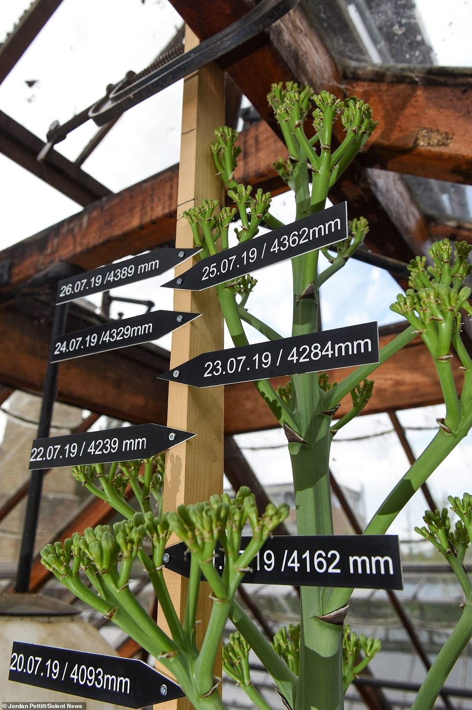 The amazing plant will bloom in the coming days for about a month before it dies. Before its growth spurt, it was only around one foot tall and was at risk of being dug up as it was so uninteresting