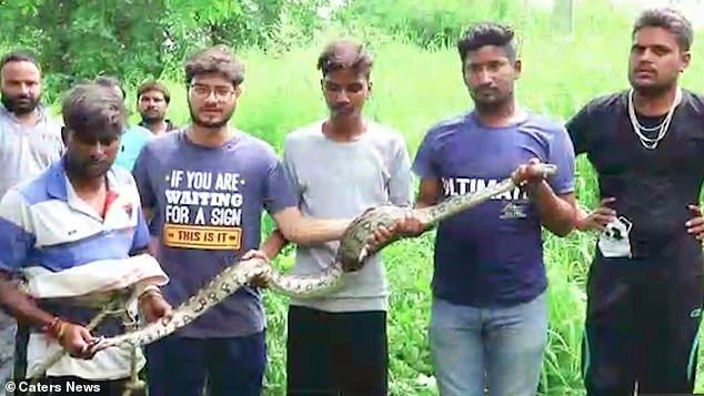 Volunteers pose with the six-foot-long Rock Python once it was rescued from the well. These snakes are not venomous and have been known to grow to 15ft long