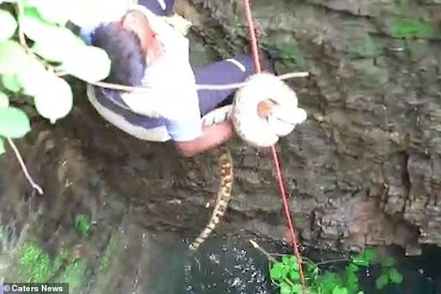 Mr Solanki grabs the snake by its neck and and clambers out of the well as the stone walls crumble around him